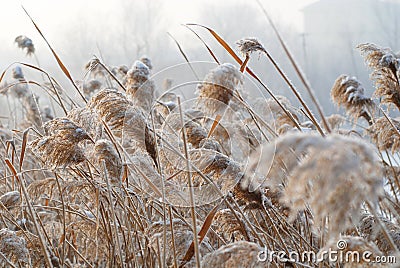 Bulrush in the cold wind Stock Photo