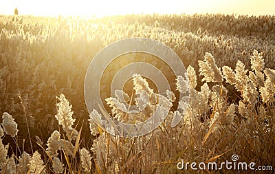 Bulrush field on the water shore Stock Photo