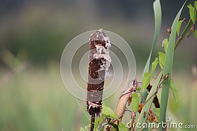 A bulrush head which is starting to disintegrate Stock Photo