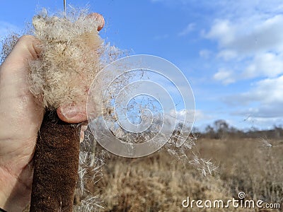 Bulrush reed mace seed dispersal in the wind Stock Photo