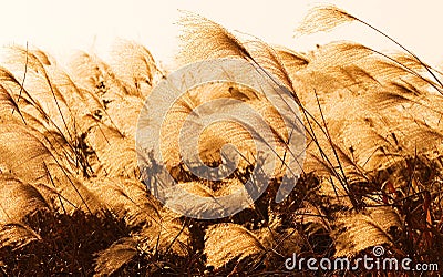 Bulrush of Xixi Wetland 2 Stock Photo