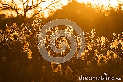 Bulrush of Xixi Wetland Stock Photo