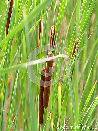 Bulrushes Stock Photo