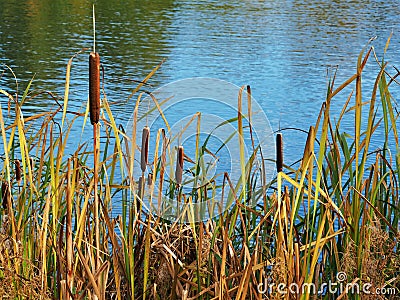 Bulrushes growing beside a pond Stock Photo