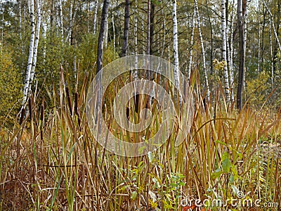 Bulrushes Stock Photo