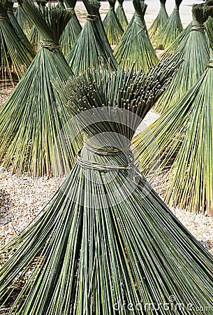 Bulrushes - Lepironia articulata Stock Photo