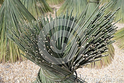 Bulrushes - Lepironia articulata Stock Photo