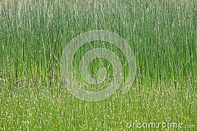 Bulrushes Stock Photo