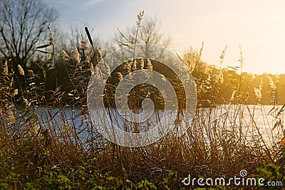 Bulrushes and Reeds by Lake Stock Photo