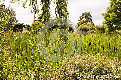 Bulrushes in sea of green Stock Photo