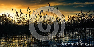 Bulrushes At Sundown Stock Photo