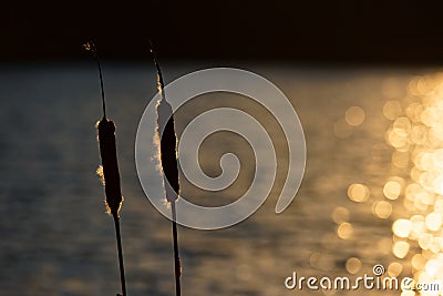 Bulrushes by Sunkissed Water Stock Photo