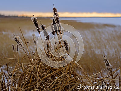 Bulrushes in winter on a lake shore Stock Photo