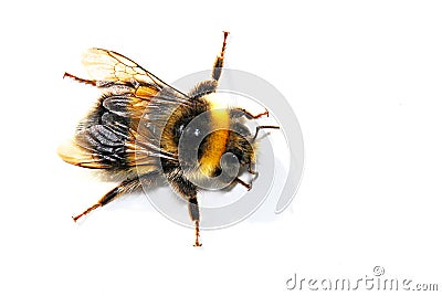 Bumble bee Stock Photo