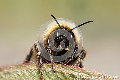 Bumble bee Stock Photo