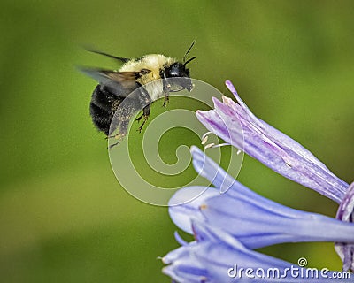 Bumble Bee Approaching Hosta Bloom Stock Photo