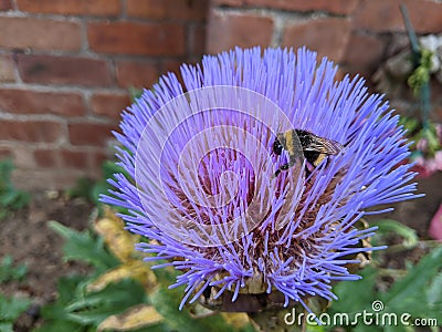 Bumblebee Bee on an a purple artichoke flower Stock Photo