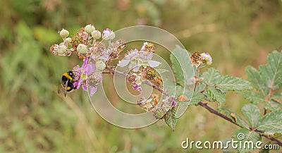 A Bumble Bee on a Blackberry flower Stock Photo