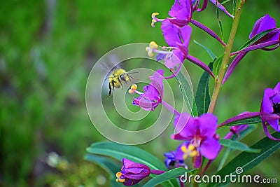 Bumble bee Bombus huntii, Hymenoptera, Apidae, Bombinae collecting pollen and nectar from wild flowers along hiking trails to Do Stock Photo