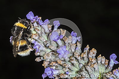 Bumble Bee (Bombus terrestris) feeding on a Lavender flower Stock Photo