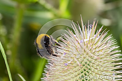 Bumble Bee (Bombus terrestris) on a Teasel flower (Dipsacus full Stock Photo