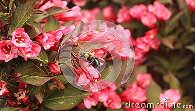 Weigela bush with bumble bee dark leaves with pink blossoms. Stock Photo