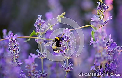 Bumble bee collecting nectar and pollen from purple lavender. Stock Photo