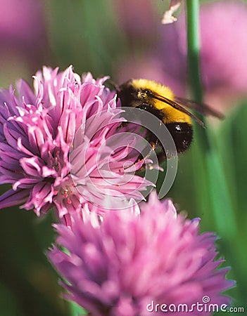 A Bumble bee collects pollen from a Chive flower Stock Photo