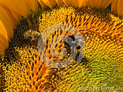 Bumble bee and european honey bee on sunflower flower. Stock Photo