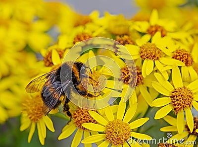 Bumble bee feeding on yellow ragwort Stock Photo