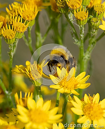 Bumble bee feeding on yellow ragwort flowers. Stock Photo