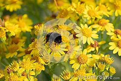 Bumble bee feeding on yellow ragwort flowers. Stock Photo