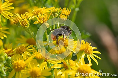 Bumble bee feeding on yellow ragwort flowers Stock Photo