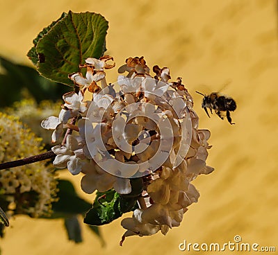 Bumble Bee Flies Next to White Flower Stock Photo