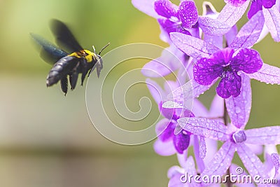 Bumble bee flies to purple wreath vine flowers Stock Photo