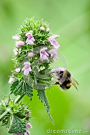 Bumble bee is on the flower. Stock Photo