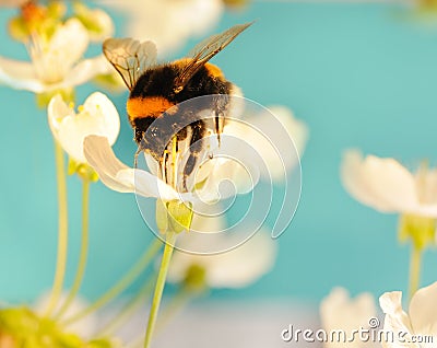 Bumble bee on a flower Stock Photo