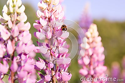Bumble bee flying around violet lupine blossoms Stock Photo