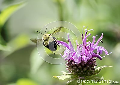 Bumble Bee flying from Bee Baum flower Stock Photo