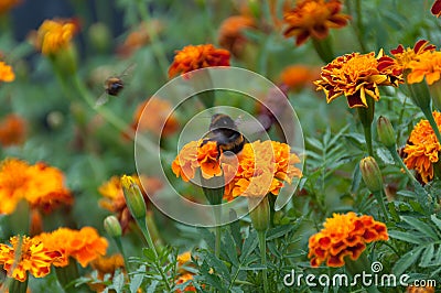 Bumble bee flying over bright orange flower on flowerbed Stock Photo