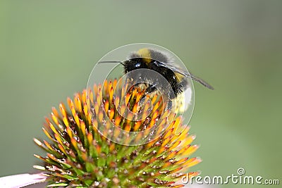 Bumble bee flying to flower Stock Photo