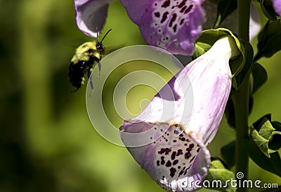 Bumble bee flying to a purple flower Stock Photo