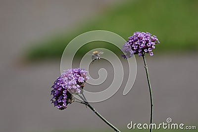 Bumble bee flying between two flowers in garden Stock Photo