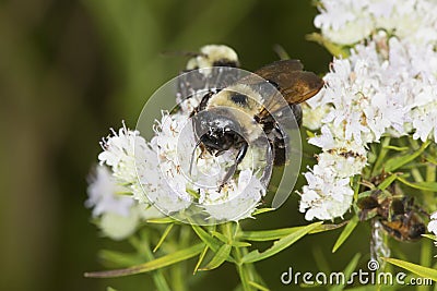 Bumble bee foraging for nectar on white mountain mint flowers. Stock Photo