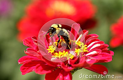 Bumble Bee Gathering Nectar Stock Photo