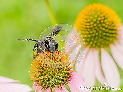 Bumble Bee Gathering Polen Stock Photo