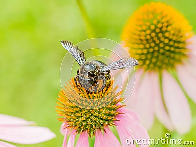 Bumble Bee Gathering Polen Stock Photo