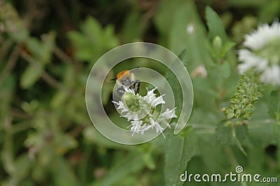 Bumble bee having lunch on a white flower Stock Photo