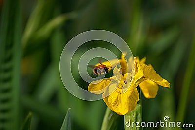 A bumble bee hovers and prepares to land on a buttercup to collect nectar Stock Photo