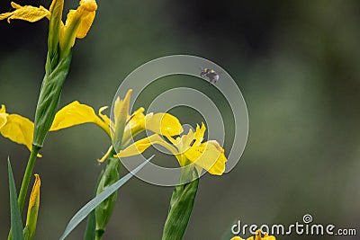 A bumble bee hovers and prepares to land on a buttercup to collect nectar Stock Photo